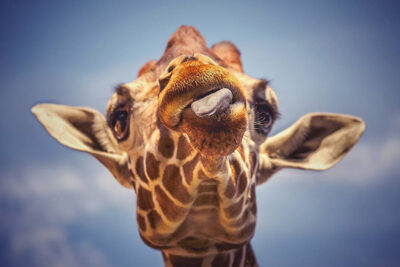 Nahaufnahme vom Kopf einer Giraffe die die Zunge herausstreckt